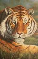 Gemälde - Tigerportrait - H/B 90cm/60cm